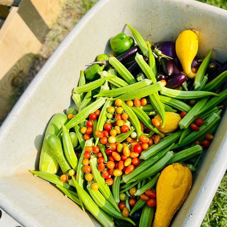 fresh-picked-veggies